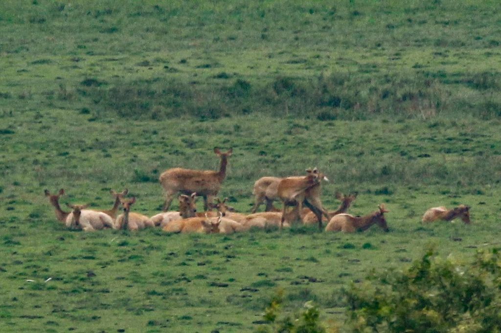 A group of deer lie down in a swamp.