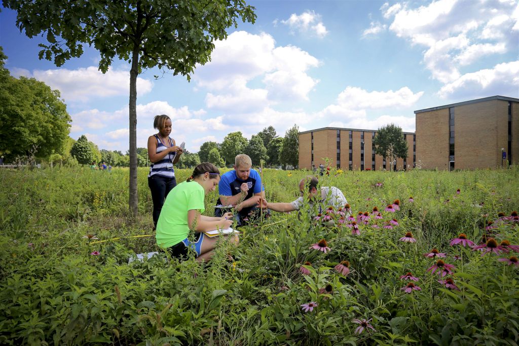 Students in tall grass
