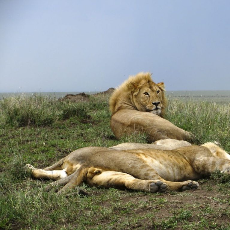 two lions lounging in grass