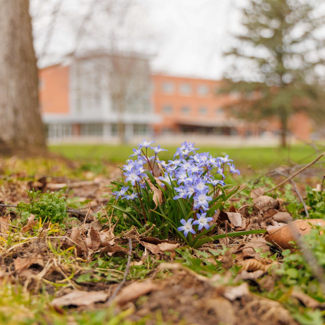 blue flowers