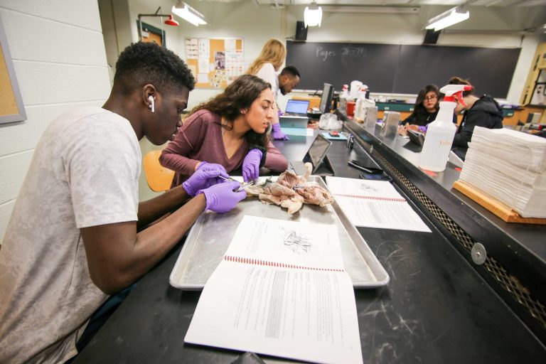 Fetal pig dissection