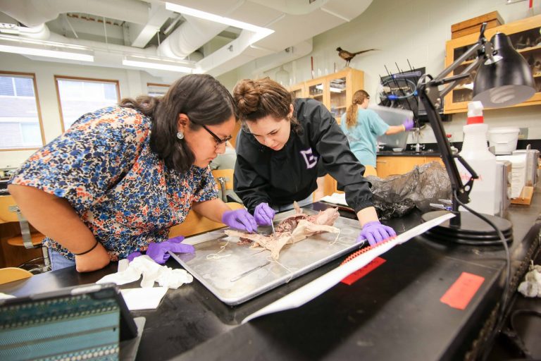 Fetal pig dissection in a lab