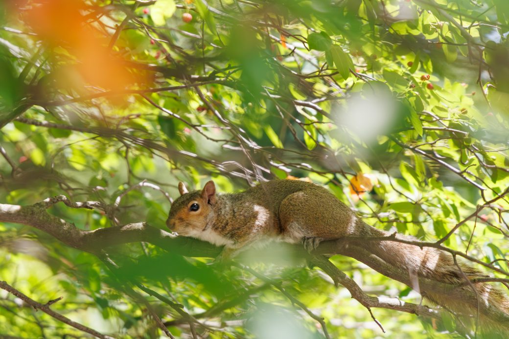 Squirrel hanging out in berry bush