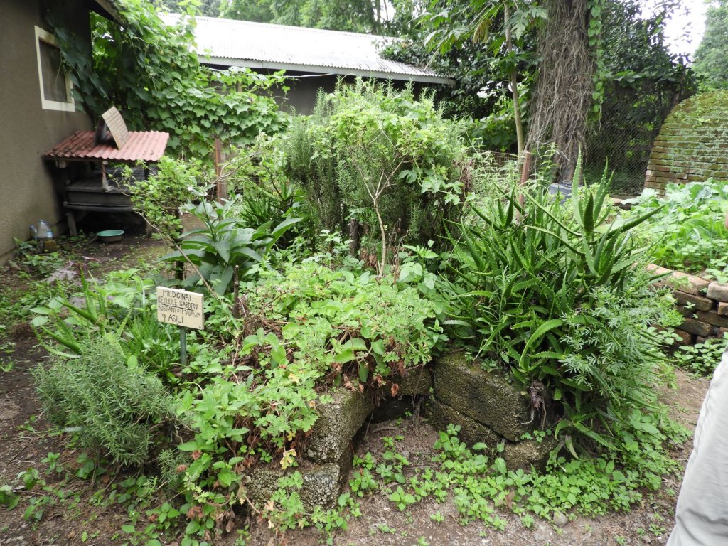 A lush green garden with a variety of plants growing beside a building.