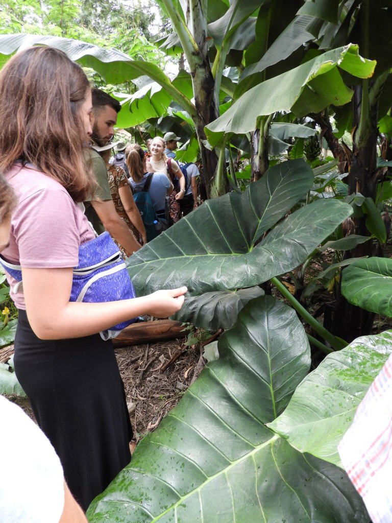A girl examining a large green leaf while standing among lush tropical plants.