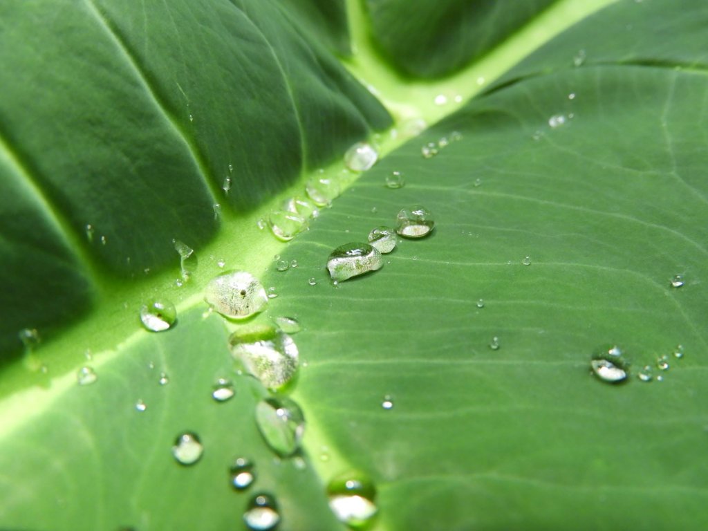 A close-up of a large green leaf with water droplets beaded on its surface.