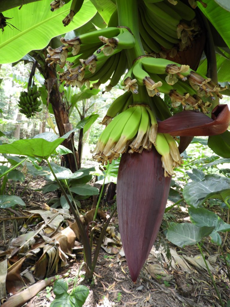 A banana plant with a large purple flower and a cluster of developing green bananas.