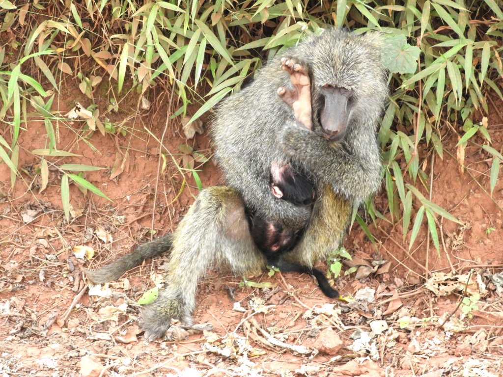 A mother baboon cradles her baby while sitting on the ground amid dry grass and fallen leaves.