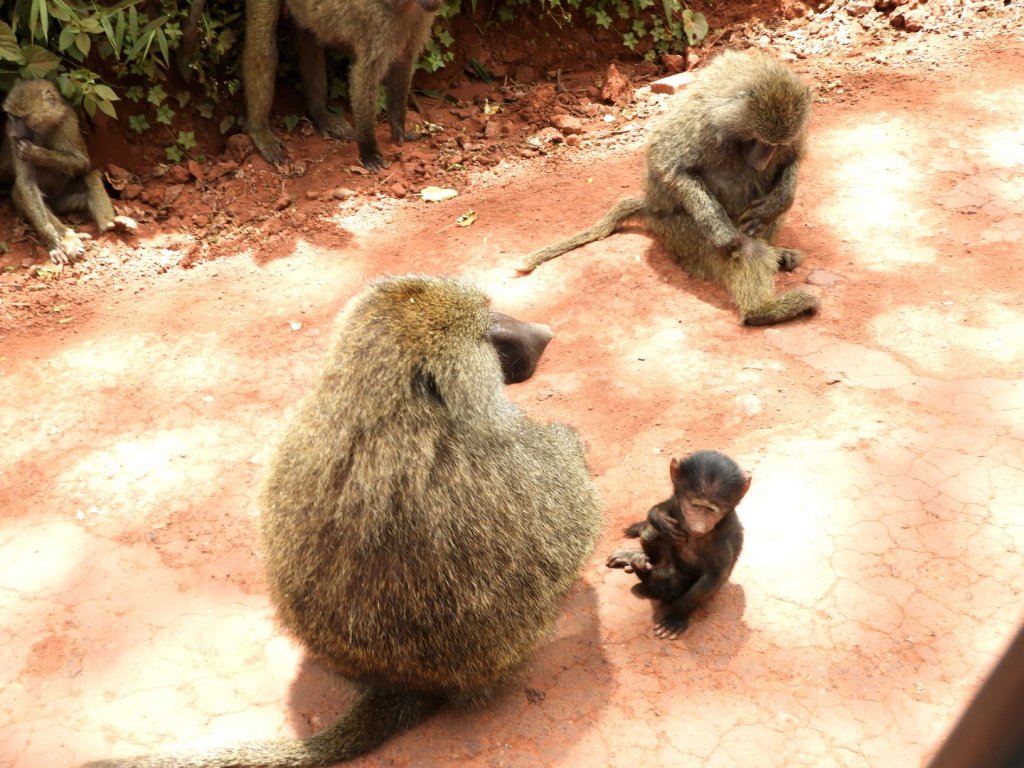 Several baboons, including adults and a small dark-furred infant, sit together on bare reddish ground.