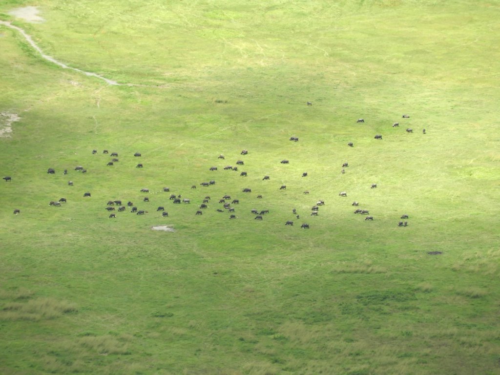A wide grassy plain in the Ngorongoro Crater dotted with a distant herd of grazing animals.