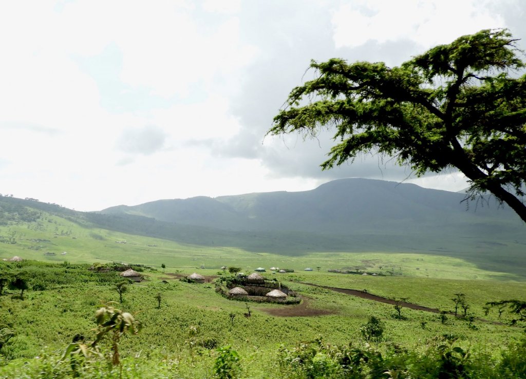 A large acacia tree stands on a grassy plain near a fenced village, with mountains rising in the background.