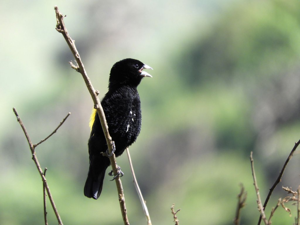 A black bird with yellow markings on its wing perches on a thin branch against a soft green background.