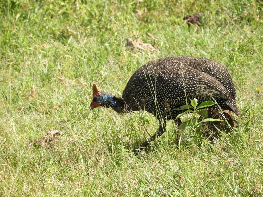 A helmeted guinea fowl with spotted plumage and a blue-and-red head walks through tall green grass.