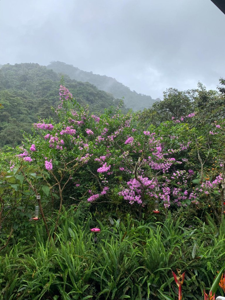 A pink flowering shrub in front of lush green foliage with misty mountains behind.