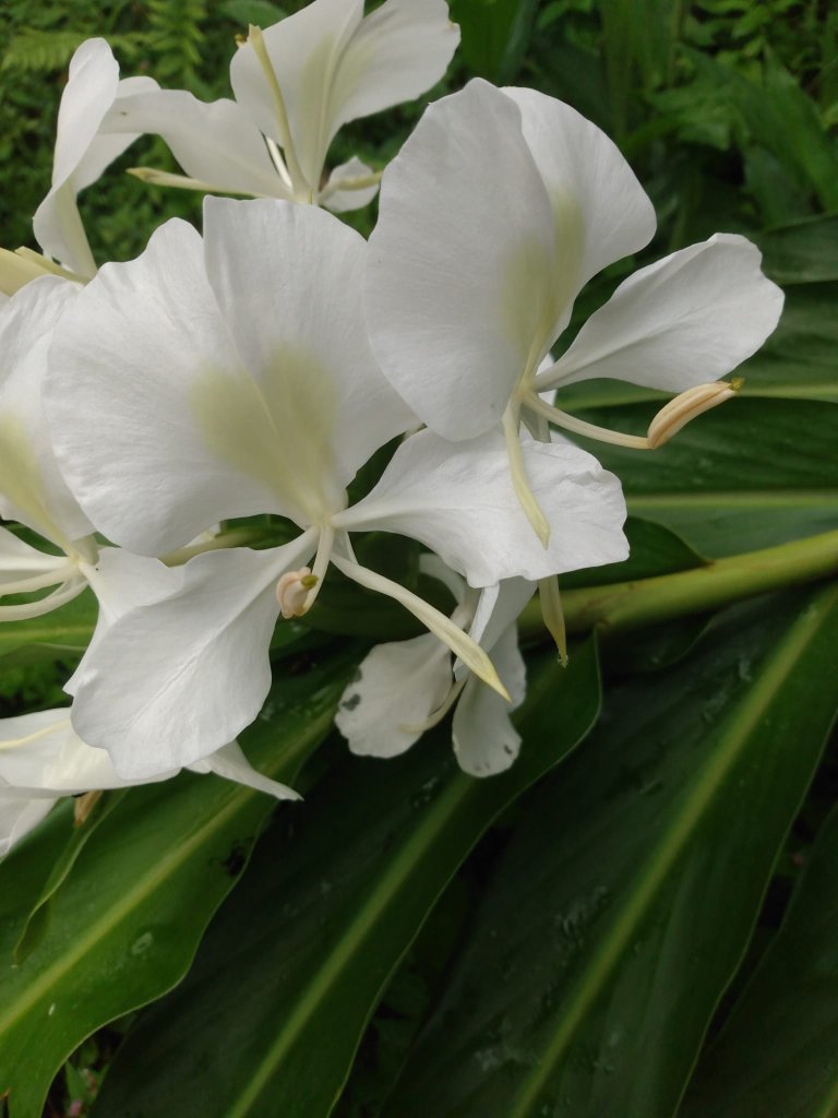 A close-up of a white flower surrounded by green leaves.