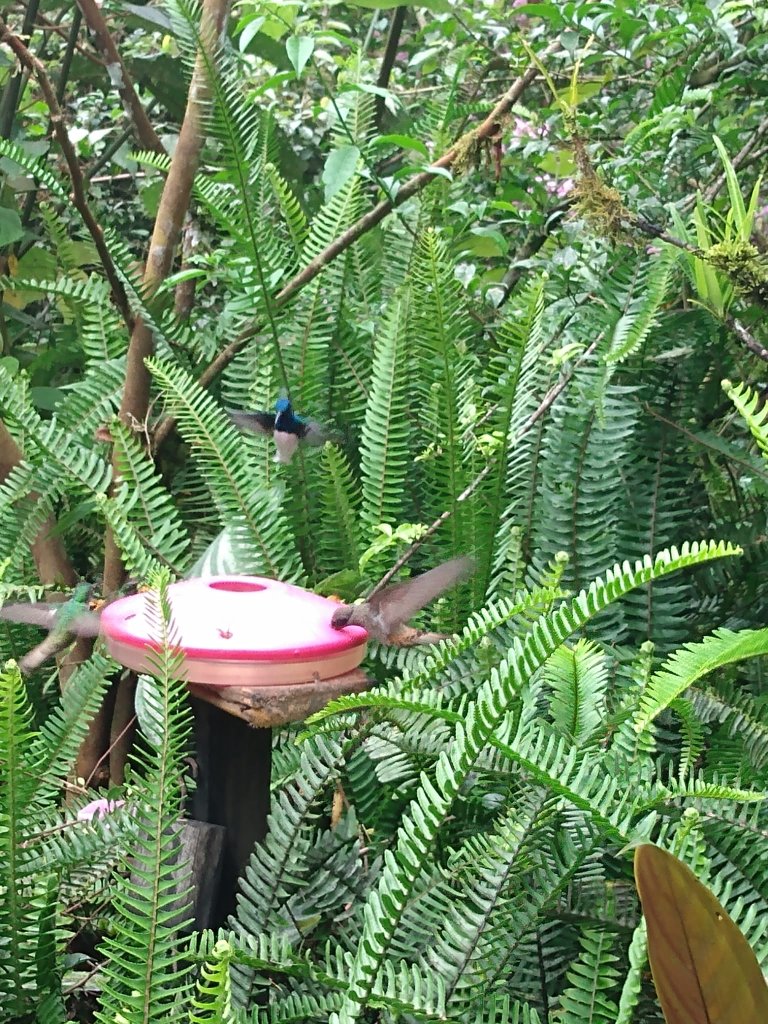 A hand holding out a small red hummingbird feeder outdoors.