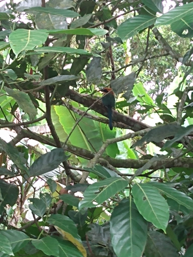 Green leaves and branches of a tree seen up close in the forest.