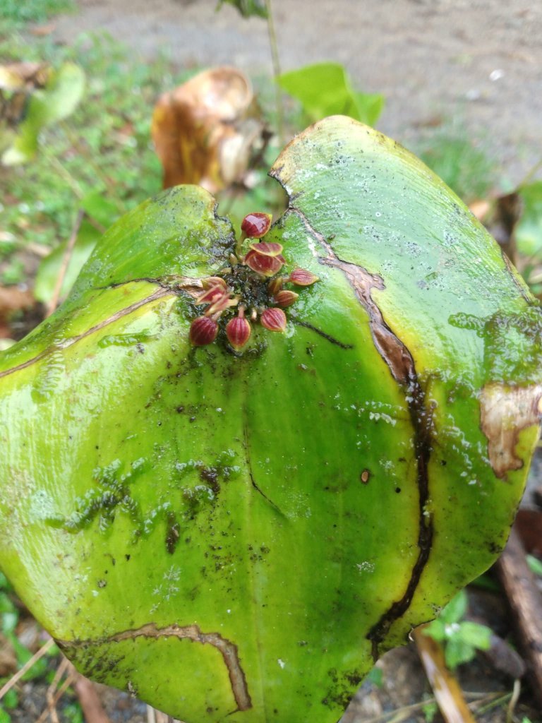 A close-up of a large green leaf with reddish stems in the rainforest.