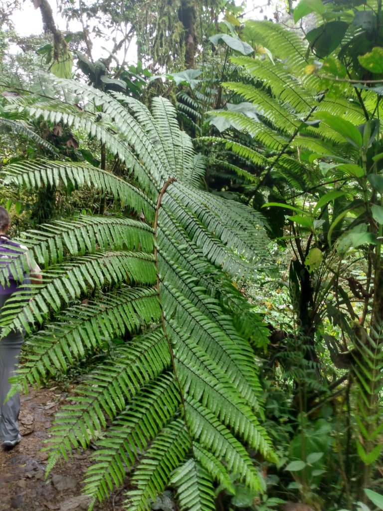 A cluster of green ferns growing among dense forest foliage.