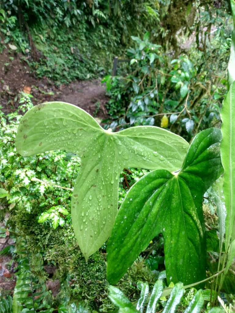Large heart-shaped green leaves of a plant in the jungle.