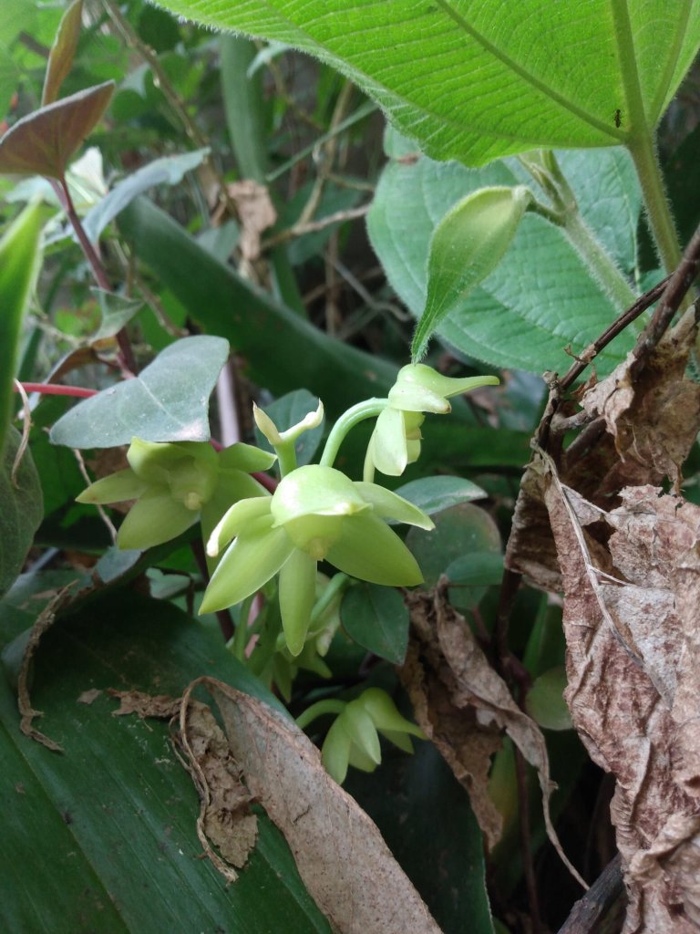 A close-up of pale flowers hanging from a leafy plant.
