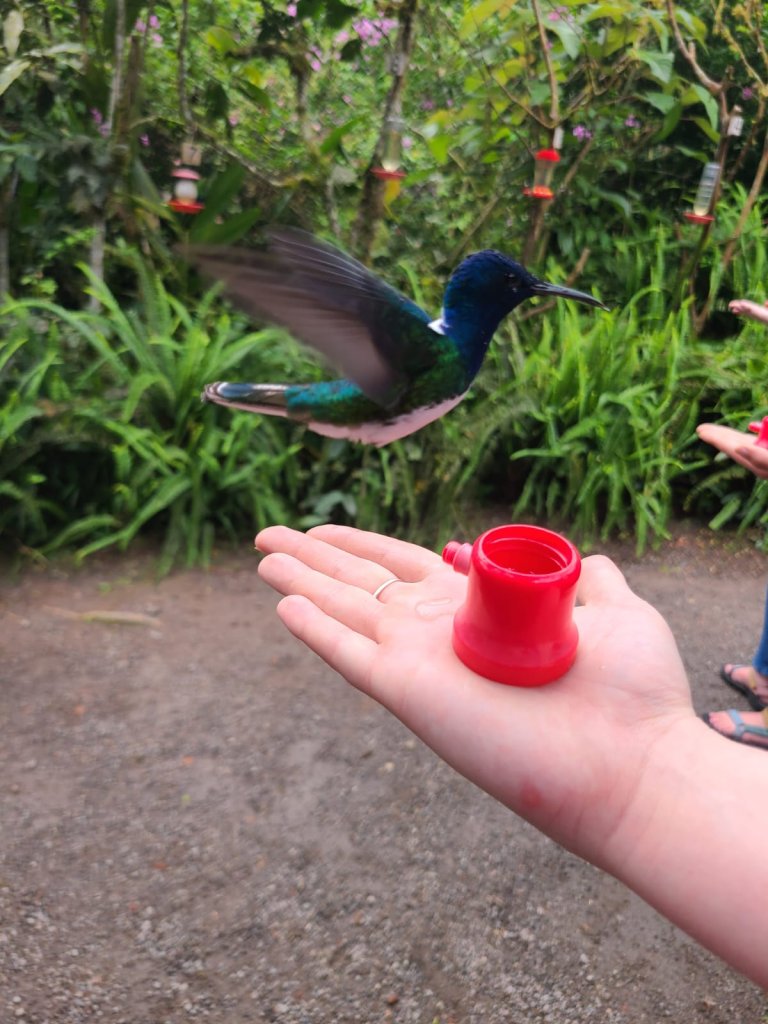 A hummingbird feeding from a red feeder held in a person's hand.