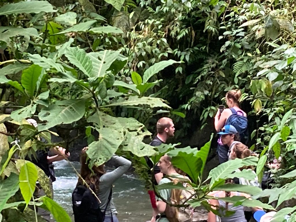 People standing beside a rocky river surrounded by large-leafed jungle plants.