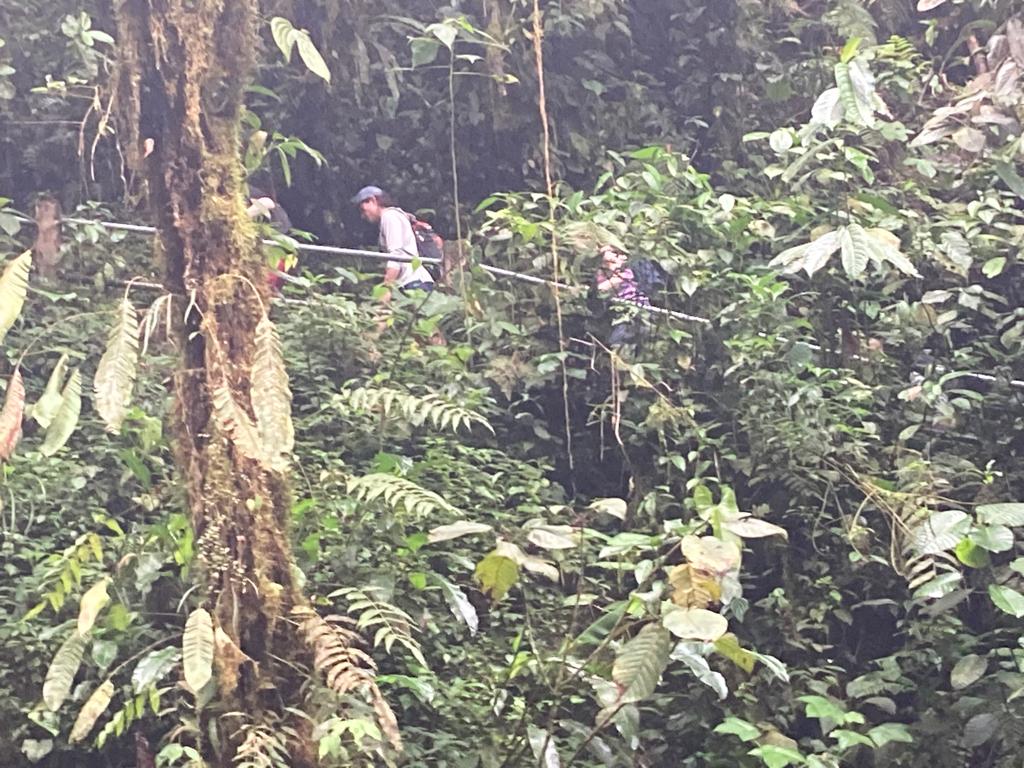 A person on a rope swing amid dense green rainforest vegetation.