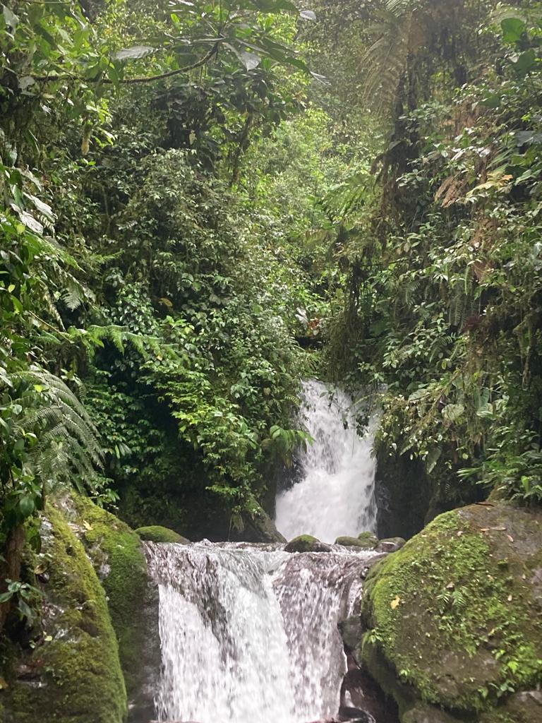 A tall waterfall cascading down a mossy rock face in the forest.