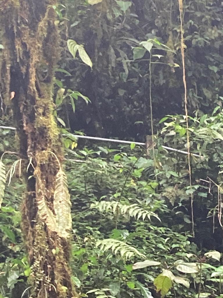 A rope hanging in a dense, misty green rainforest.