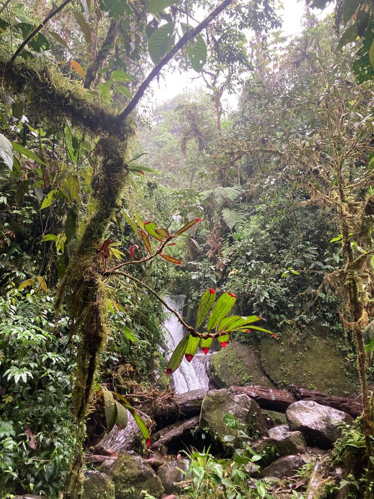 A small waterfall and stream among rocks in a misty jungle setting.