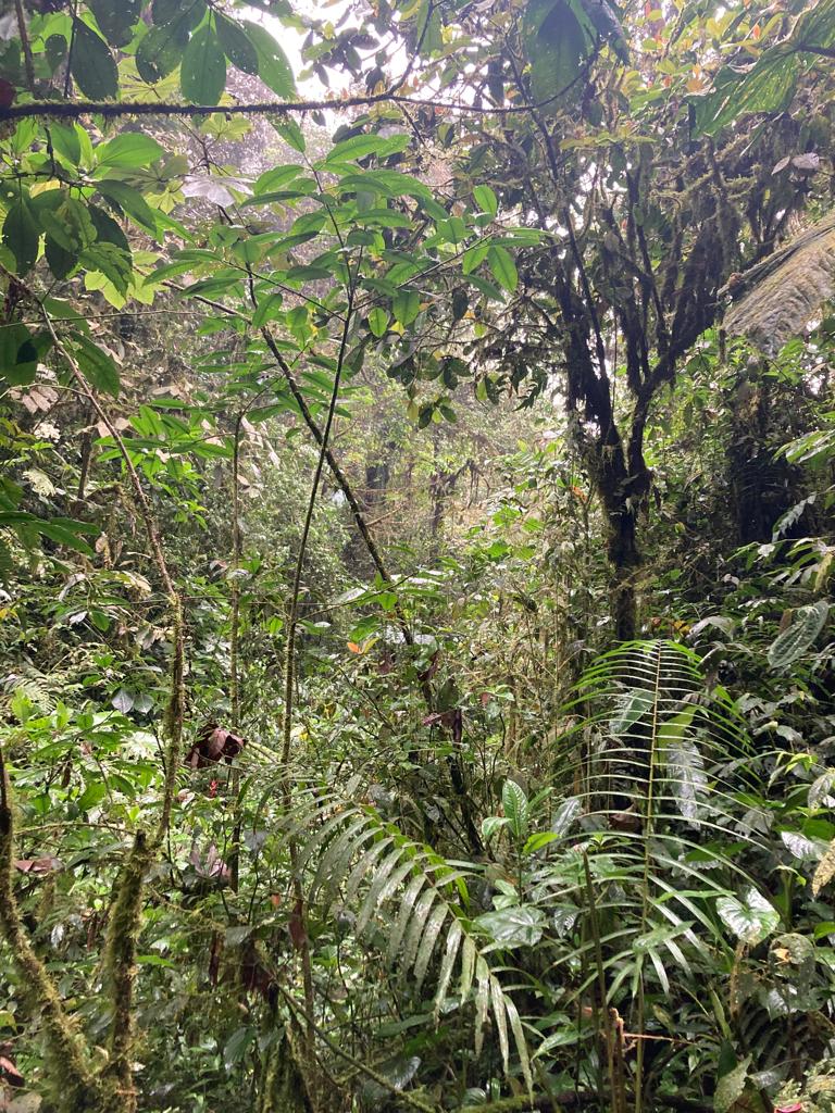 Dense green rainforest foliage and trees.
