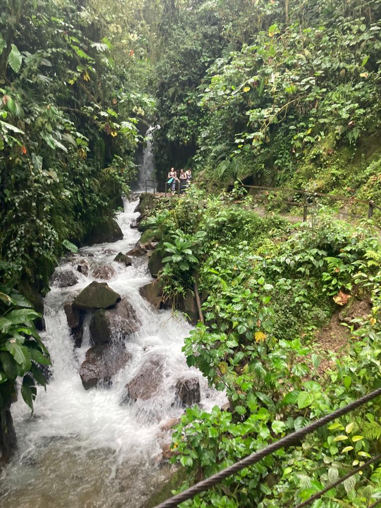 A cascading waterfall tumbling over rocks amid green forest.