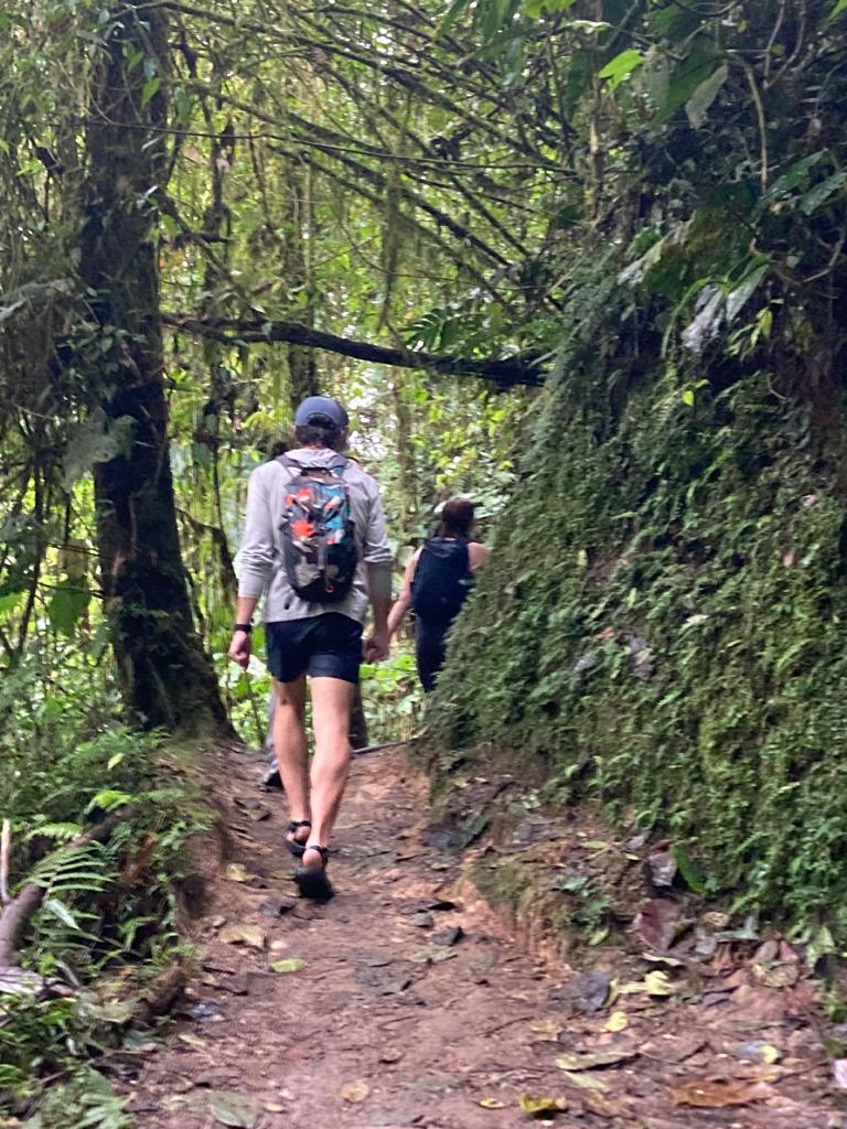 A hiker walking up a wooded trail lined with dense green plants.