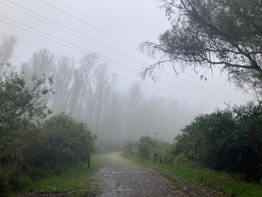 A foggy forest path lined with tall trees.