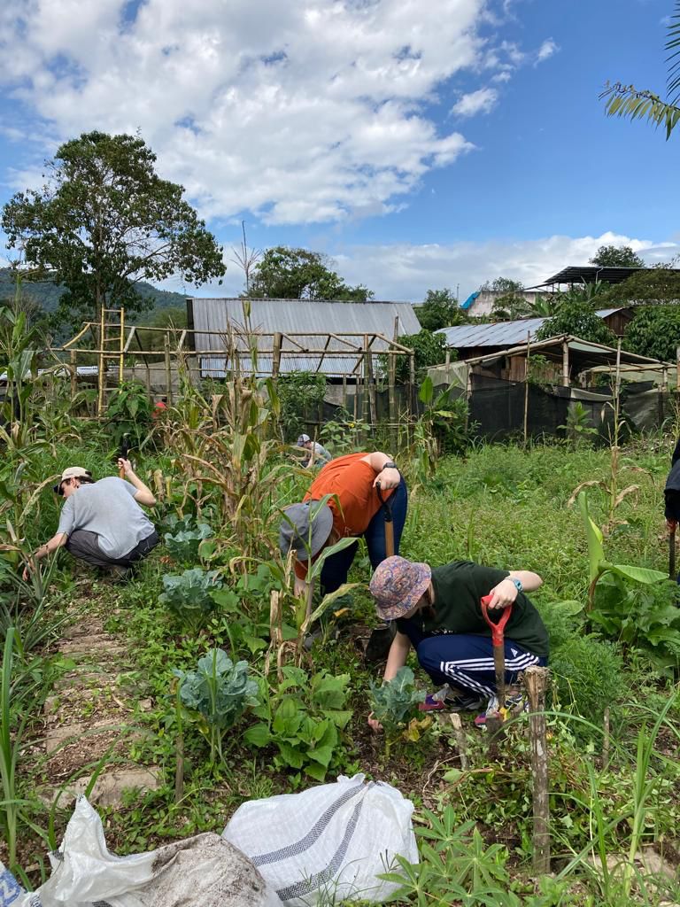 People bending over to work among plants in a garden field.