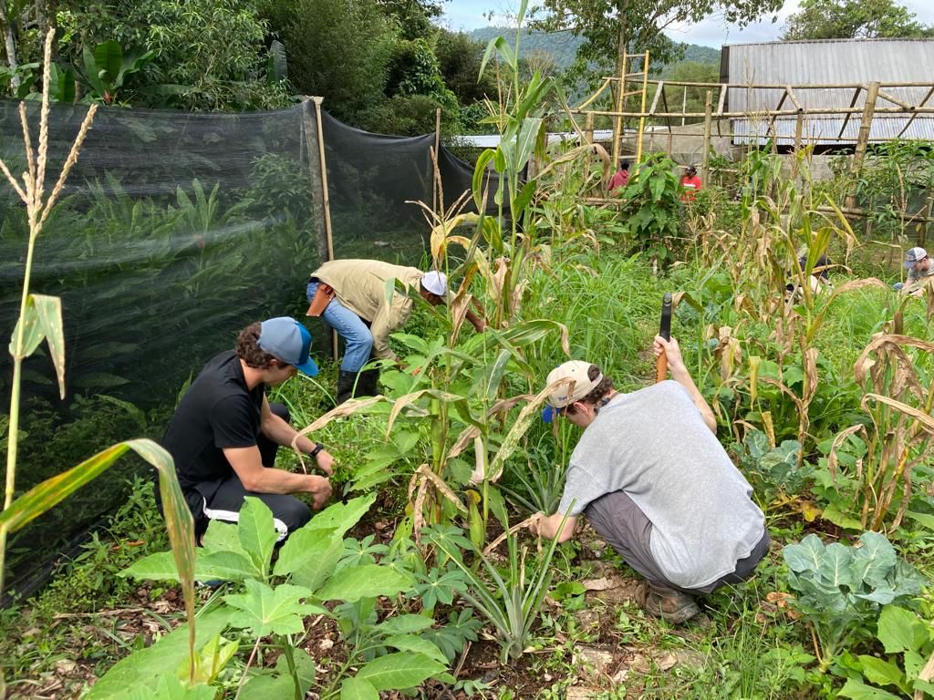 Students crouching to tend crops in a garden bed.