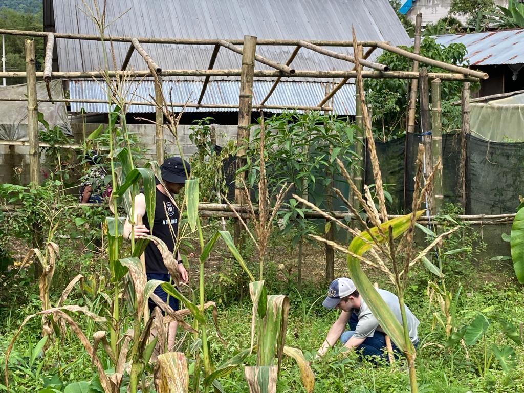 Students working among tall corn plants at a farm.