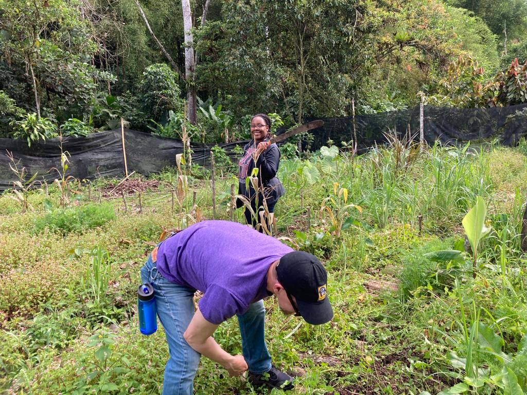 A student in a purple shirt bending to work in a garden plot.
