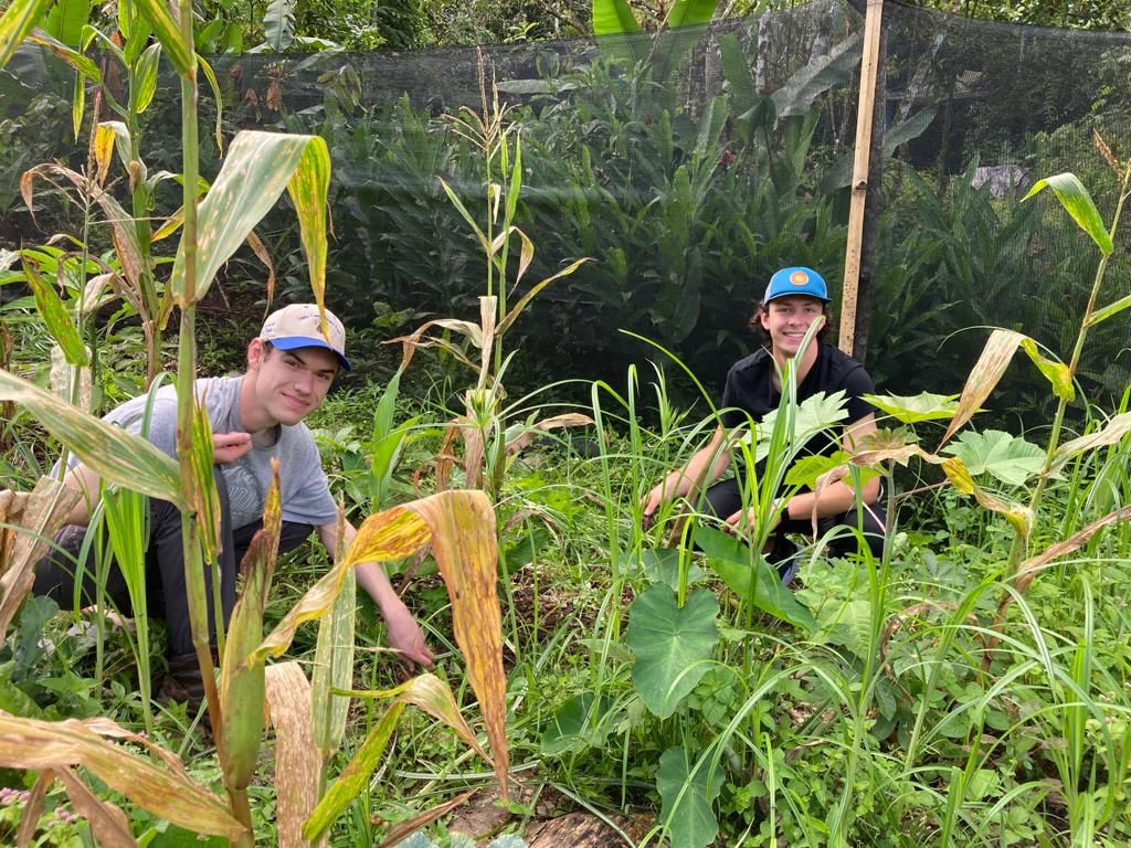 A student kneeling among corn and garden plants.