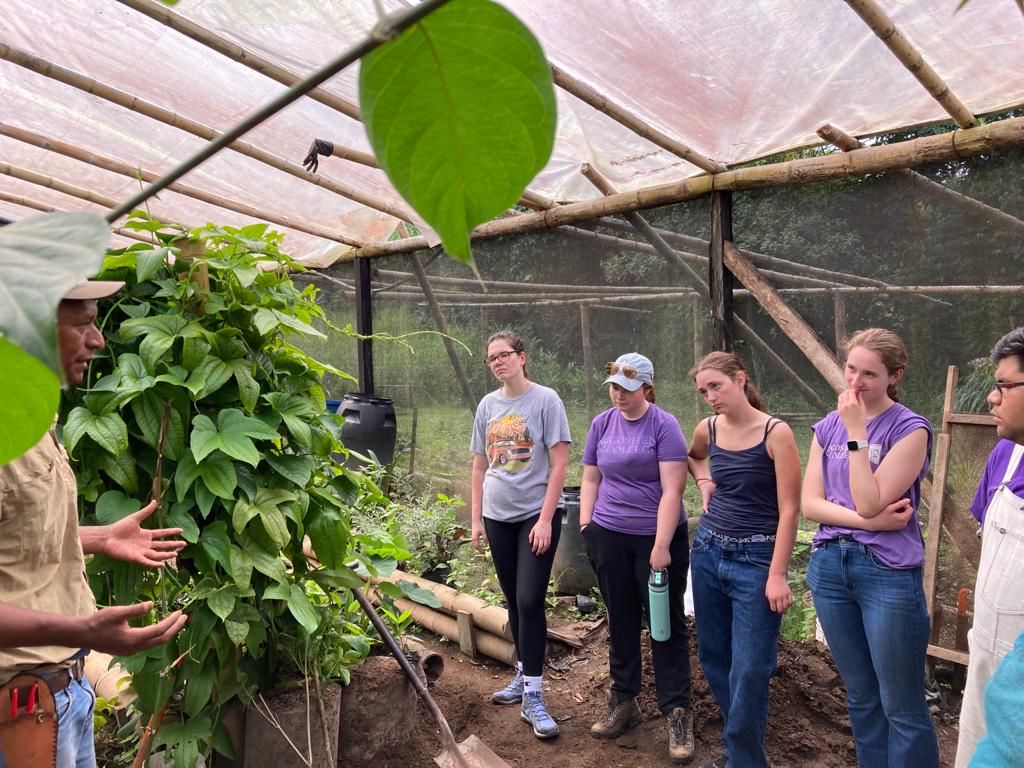Students working with climbing plants inside a greenhouse.