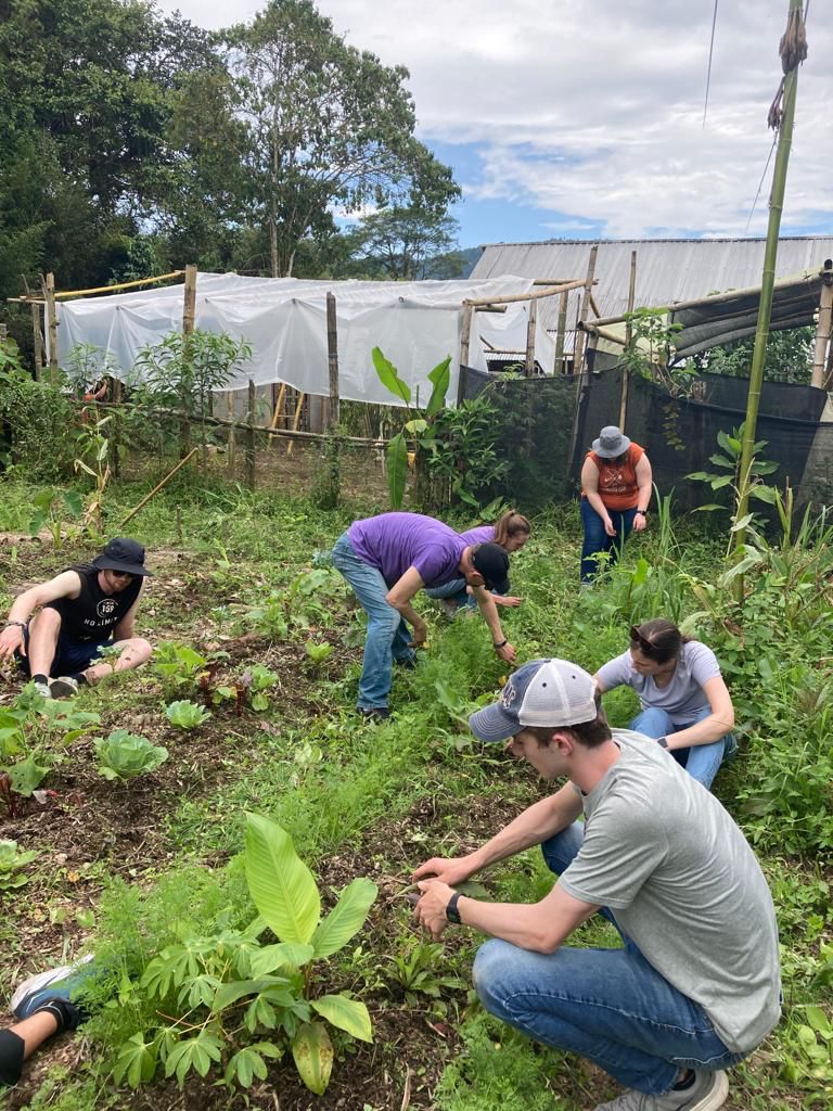 People bending over to plant seedlings in a garden field.