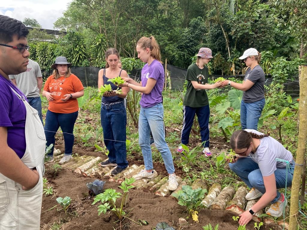 Students working together to plant seedlings in a garden row.