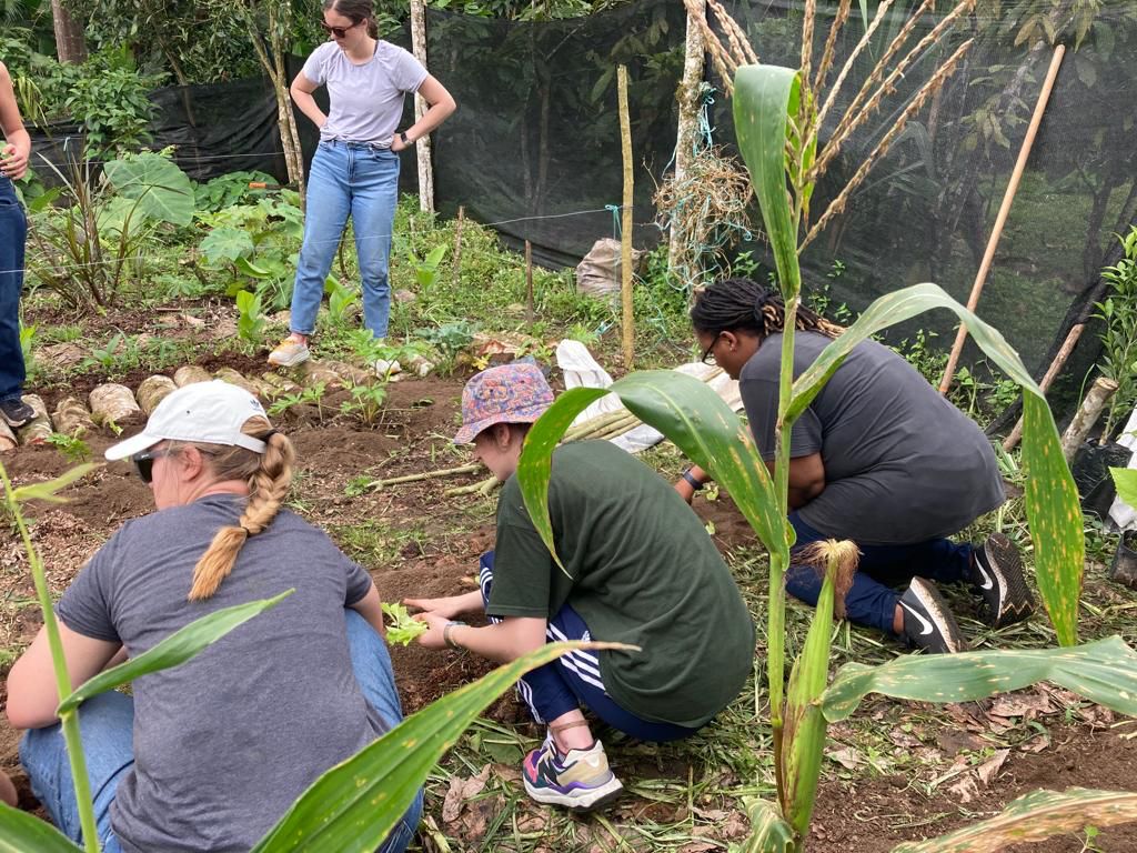 People kneeling to plant among large green leaves in a garden.