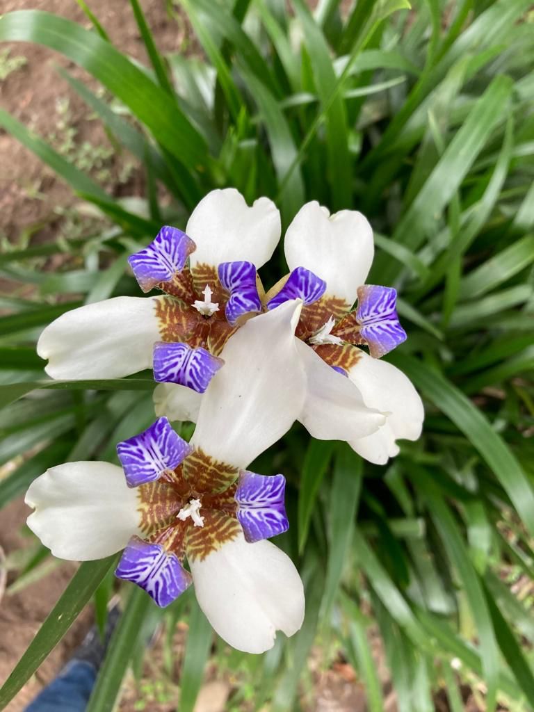 A cluster of white-and-purple flowers among green foliage.
