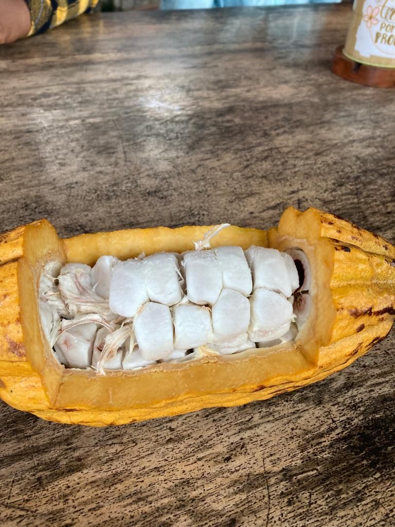 An open cacao pod showing white-covered seeds inside.