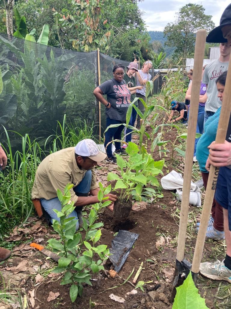 A person planting a seedling in a garden near a wooden post.