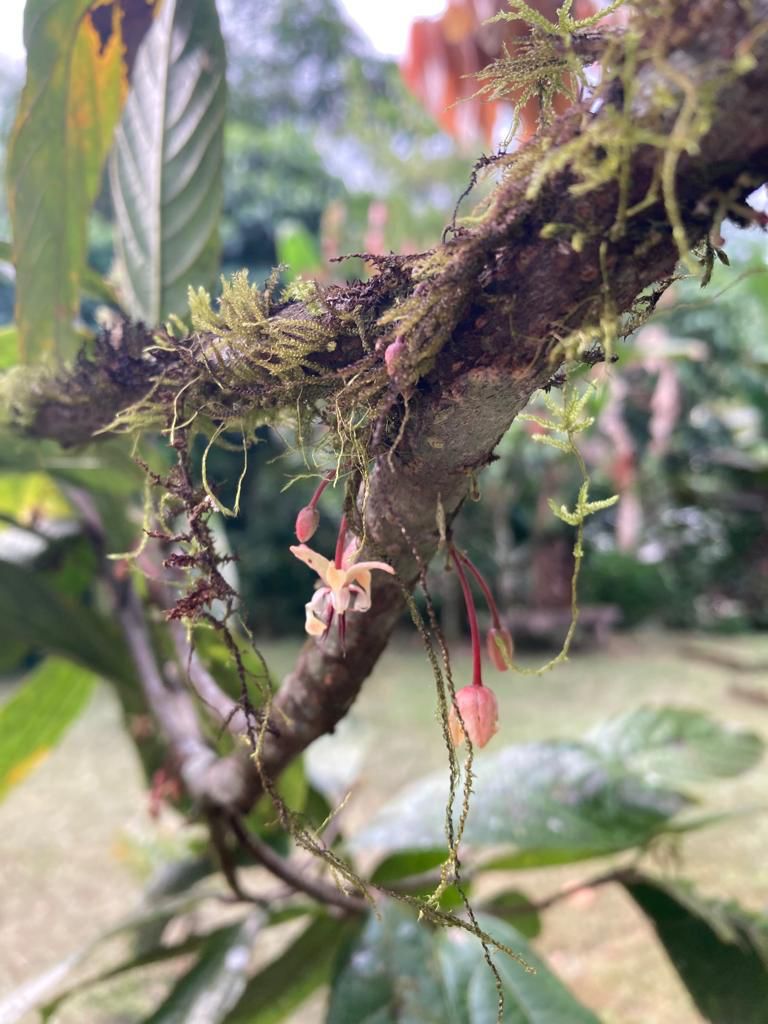 A close-up of an epiphyte plant growing on a mossy tree branch.