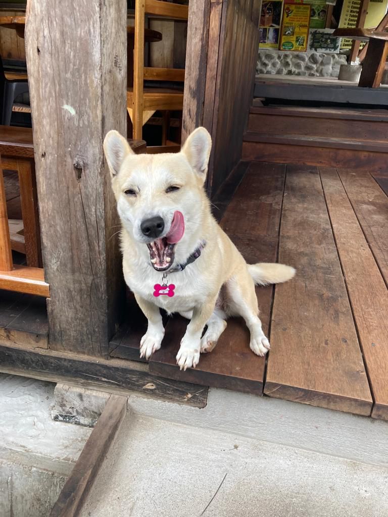 A white dog with its tongue out sitting in a wooden doorway.