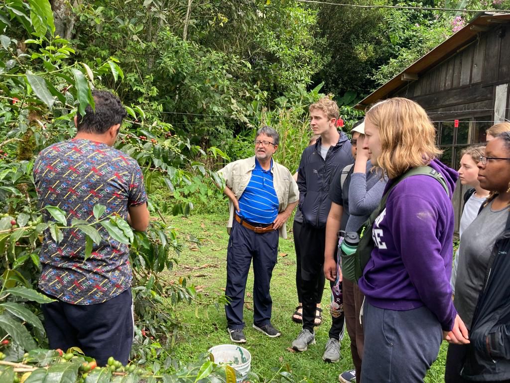 Students picking coffee cherries from bushes on a farm.